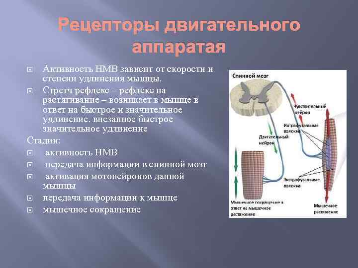 Рецепторы двигательного аппаратая Активность НМВ зависит от скорости и степени удлинения мышцы. Стретч рефлекс