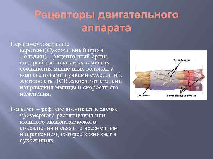 Рецепторы двигательного аппарата Нервно-сухожильное веретено(Сухожильный орган Гольджи) – рецепторный орган, который располагается в местах