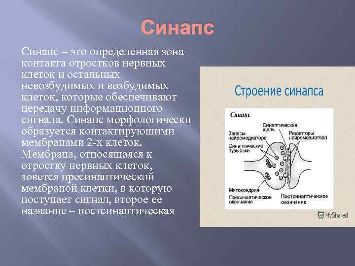 Синапс – это определенная зона контакта отростков нервных клеток и остальных невозбудимых и возбудимых