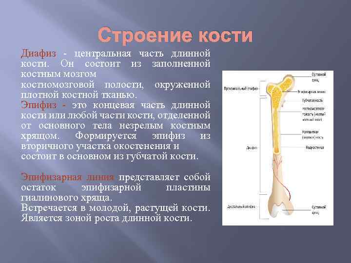 Строение кости Диафиз - центральная часть длинной кости. Он состоит из заполненной костным мозгом