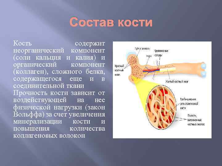 Состав кости Кость содержит неорганический компонент (соли кальция и калия) и органический компонент (коллаген),