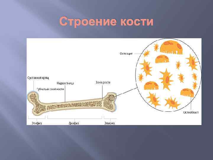 Строение кости 