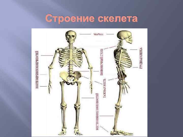 Строение скелета 