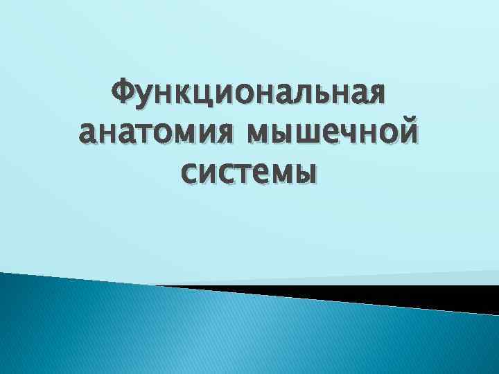 Функциональная анатомия мышечной системы 