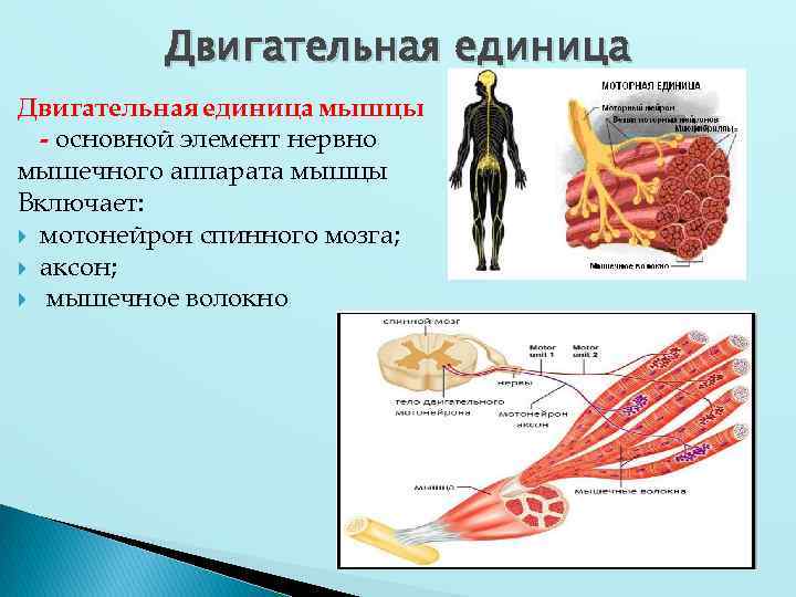 Моторная единица мышцы это