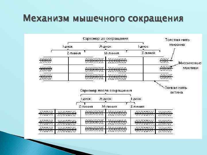 Механизм мышечного сокращения 