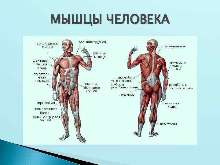 МЫШЦЫ ЧЕЛОВЕКА 