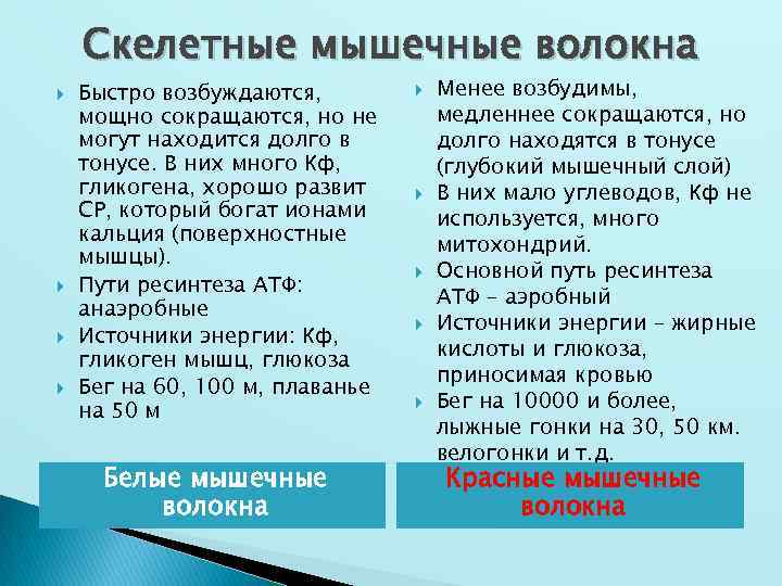 Скелетные мышечные волокна Быстро возбуждаются, мощно сокращаются, но не могут находится долго в тонусе.