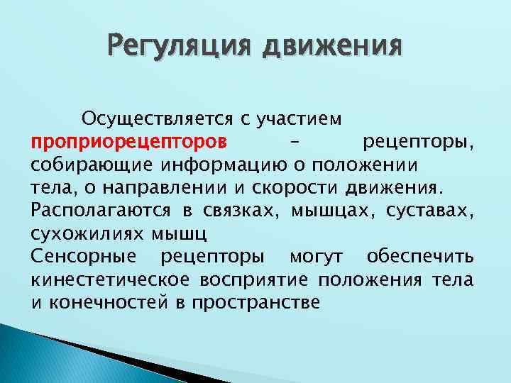 Регуляция движения Осуществляется с участием проприорецепторов – рецепторы, собирающие информацию о положении тела, о