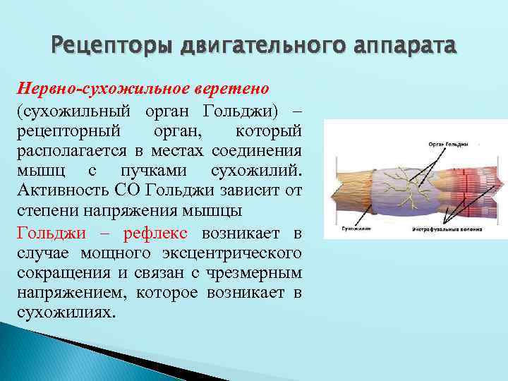 Рецепторы двигательного аппарата Нервно-сухожильное веретено (сухожильный орган Гольджи) – рецепторный орган, который располагается в