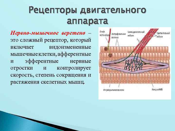 Рецепторы двигательного аппарата Нервно-мышечное веретено – это сложный рецептор, который включает видоизмененные мышечные клетки,