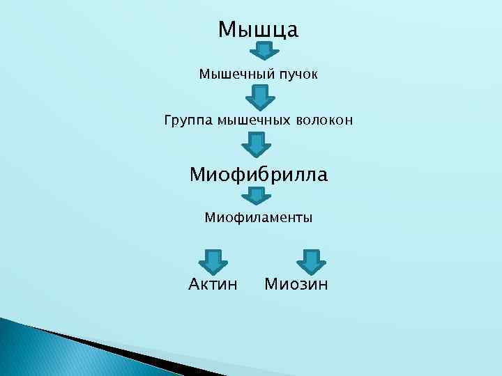 Мышца Мышечный пучок Группа мышечных волокон Миофибрилла Миофиламенты Актин Миозин 