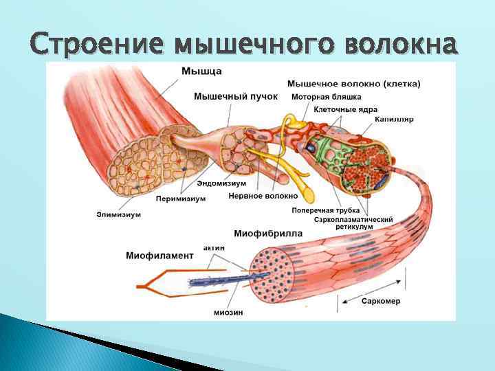 Строение мышечного волокна 