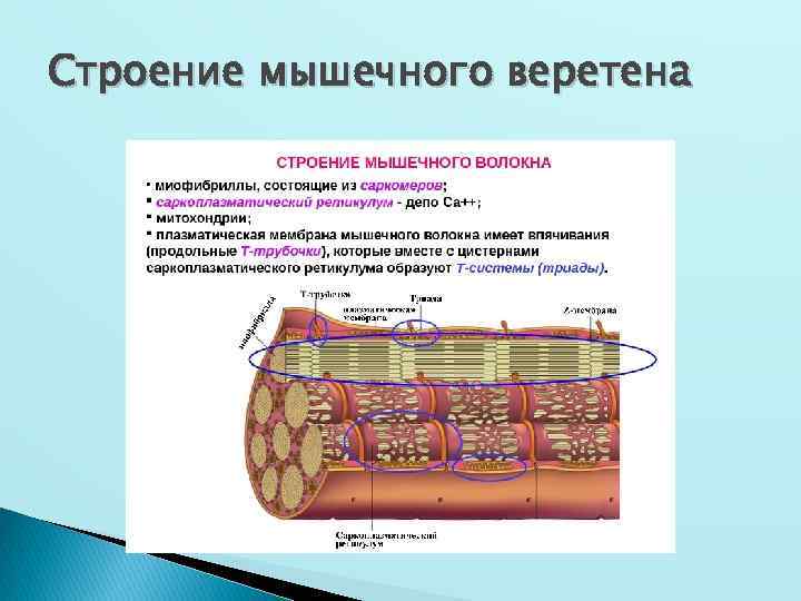 Строение мышечного веретена 