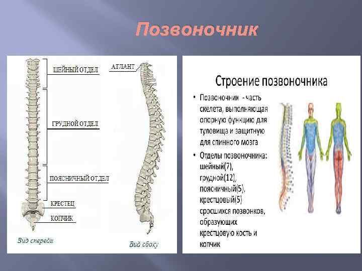 Позвоночник 