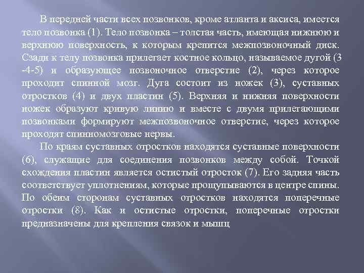 В передней части всех позвонков, кроме атланта и аксиса, имеется тело позвонка (1). Тело