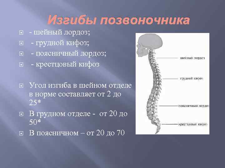 Изгибы позвоночника - шейный лордоз; - грудной кифоз; - поясничный лордоз; - крестцовый кифоз