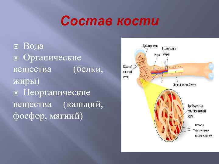 Состав кости Вода Органические вещества (белки, жиры) Неорганические вещества (кальций, фосфор, магний) 