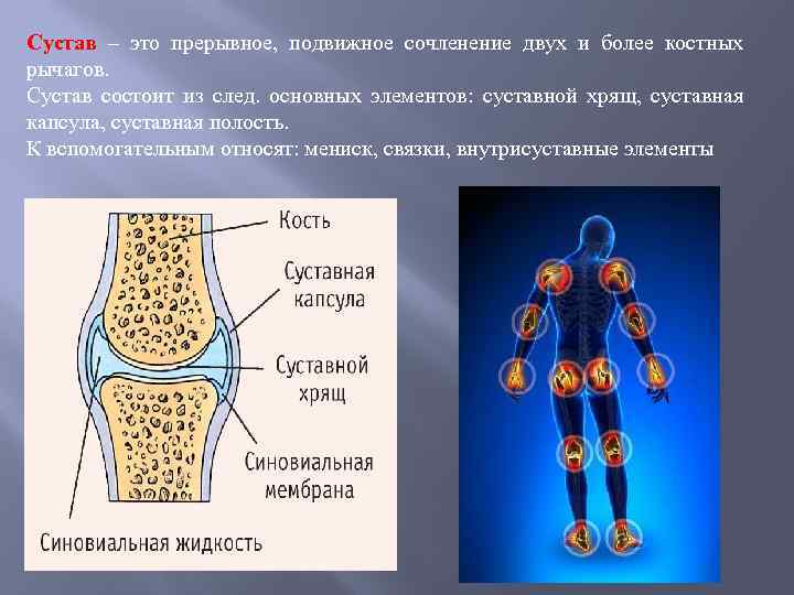 Сустав – это прерывное, подвижное сочленение двух и более костных рычагов. Сустав состоит из