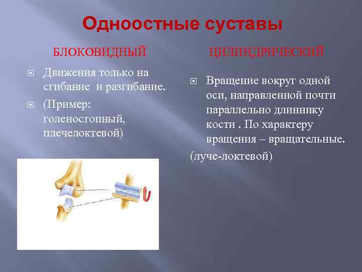 Одноостные суставы БЛОКОВИДНЫЙ Движения только на сгибание и разгибание. (Пример: голеностопный, плечелоктевой) ЦИЛИНДРИЧЕСКИЙ Вращение