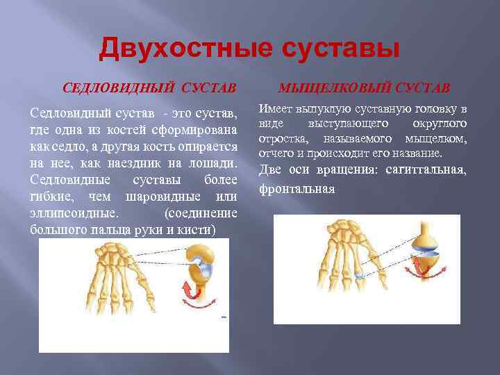 Двухостные суставы СЕДЛОВИДНЫЙ СУСТАВ Седловидный сустав - это сустав, где одна из костей сформирована