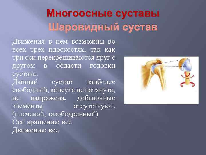 Многоосные суставы Шаровидный сустав Движения в нем возможны во всех трех плоскостях, так как