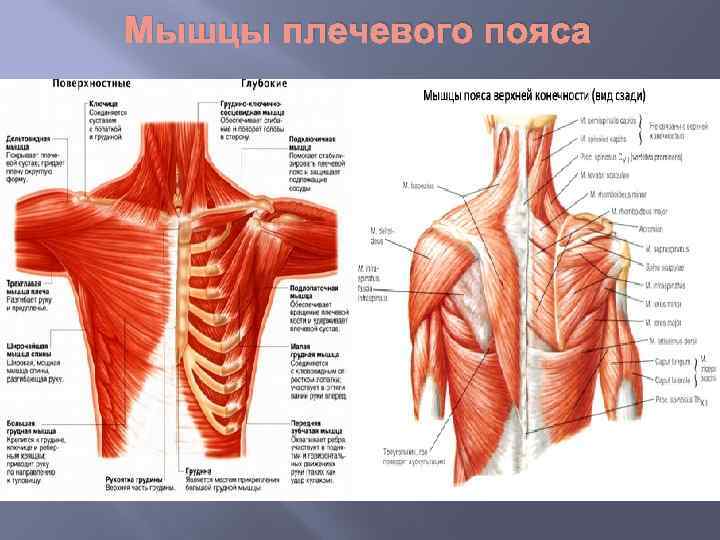 Мышцы плечевого пояса 