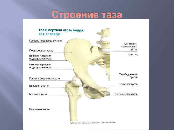 Строение таза 