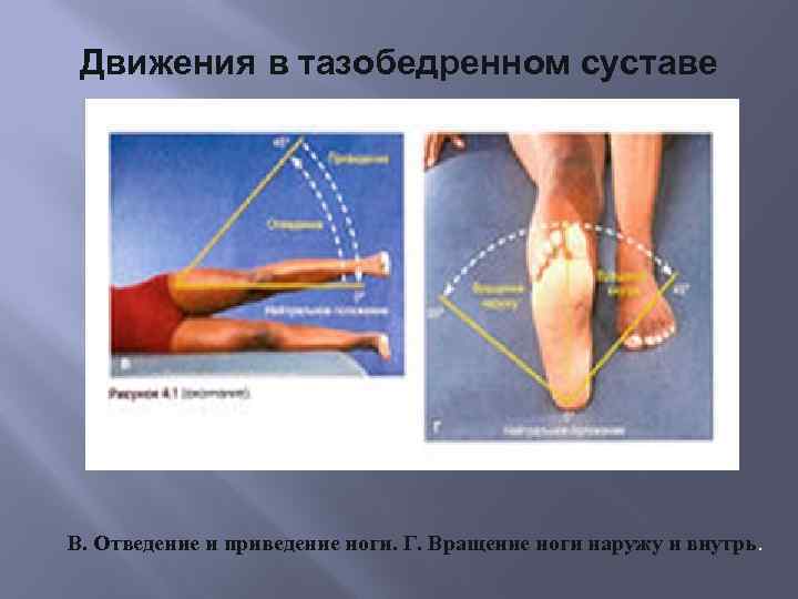 Движения в тазобедренном суставе В. Отведение и приведение ноги. Г. Вращение ноги наружу и