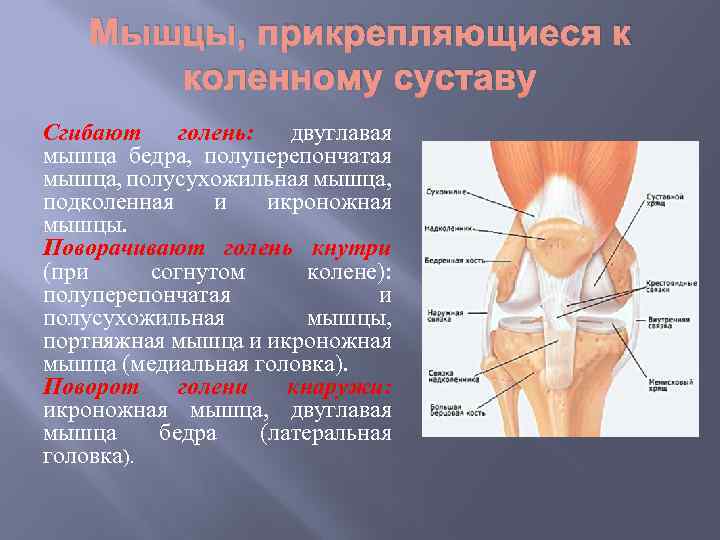 Мышцы, прикрепляющиеся к коленному суставу Сгибают голень: двуглавая мышца бедра, полуперепончатая мышца, полусухожильная мышца,