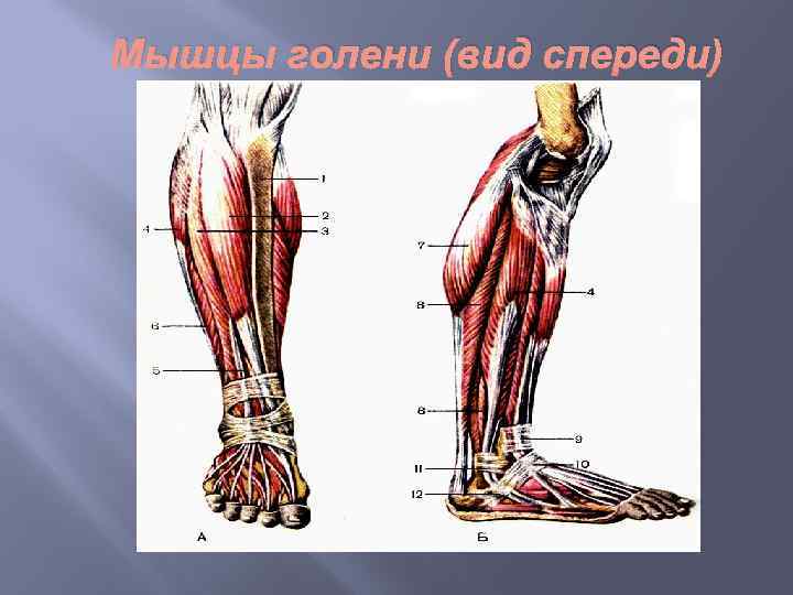Мышцы голени (вид спереди) 