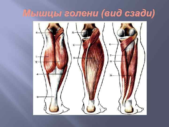 Мышцы голени (вид сзади) 