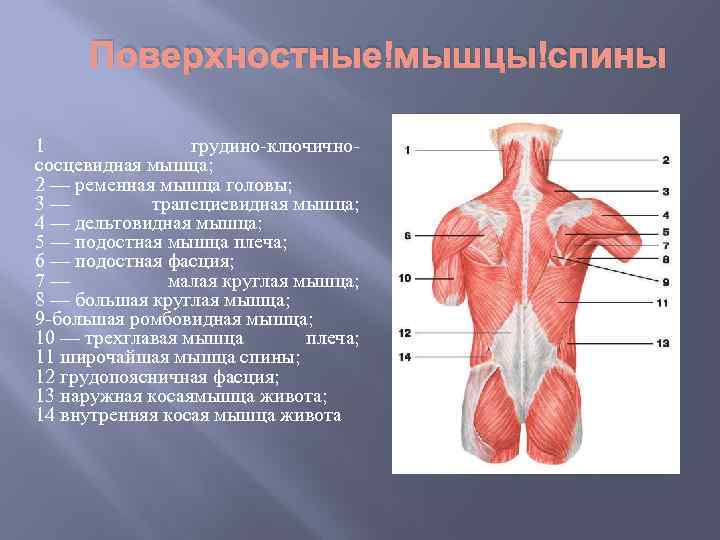 Поверхностные мышцы спины 1 грудино-ключичнососцевидная мышца; 2 — ременная мышца головы; 3 — трапециевидная