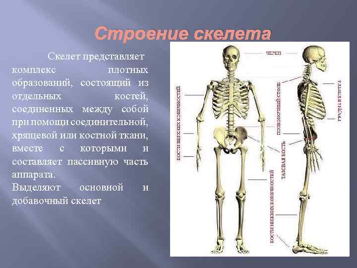 Строение скелета Скелет представляет комплекс плотных образований, состоящий из отдельных костей, соединенных между собой