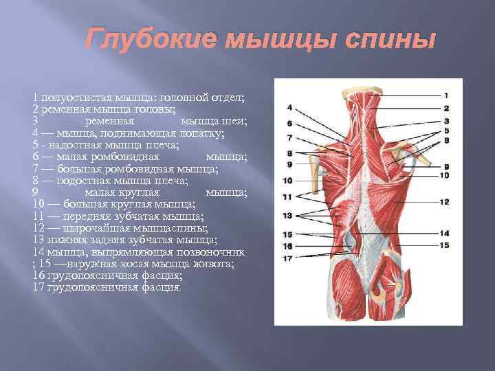 Глубокие мышцы спины 1 полуостистая мышца: головной отдел; 2 ременная мышца головы; 3 ременная
