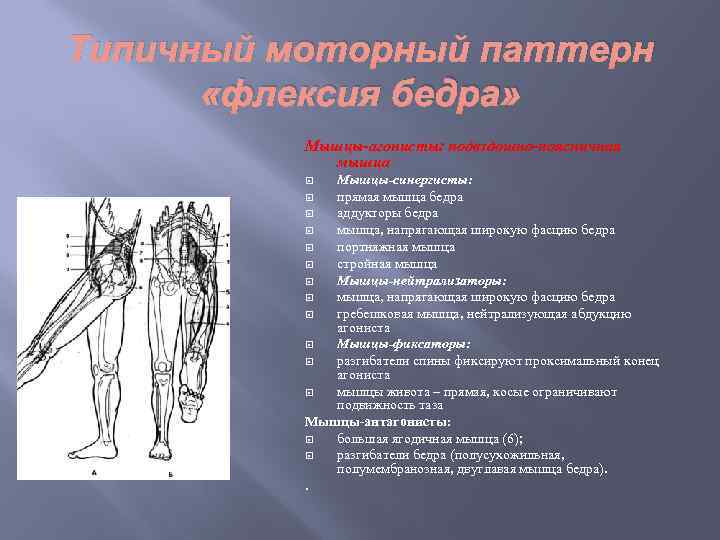 Типичный моторный паттерн «флексия бедра» Мышцы-агонисты: подвздошно-поясничная мышца Мышцы-синергисты: прямая мышца бедра аддукторы бедра