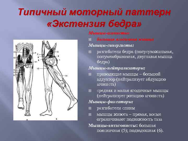 Типичный моторный паттерн «Экстензия бедра» Мышцы-агонисты: большая ягодичная мышца Мышцы-синергисты: разгибатели бедра (полусухожильная, полумембранозная,