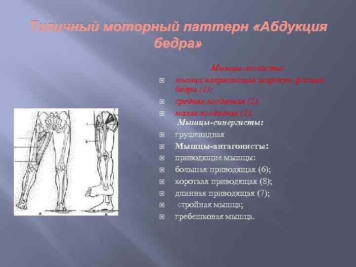 Типичный моторный паттерн «Абдукция бедра» Мышцы-агонисты: мышца напрягающая широкую фасцию бедра (1); средняя ягодичная