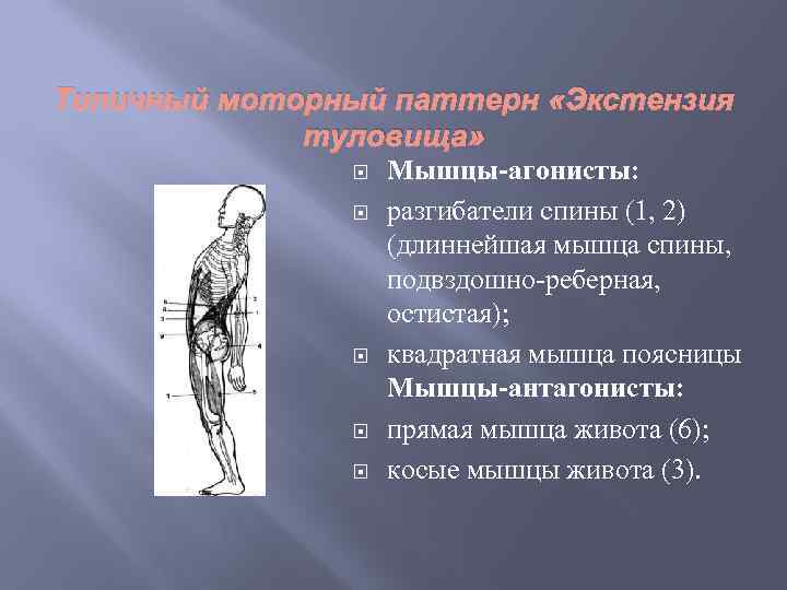 Функциональная длина. Подвздошно реберная мышца поясницы. Функциональная и анатомическая длина. Антагонисты анатомия. Экстензия это в анатомии.