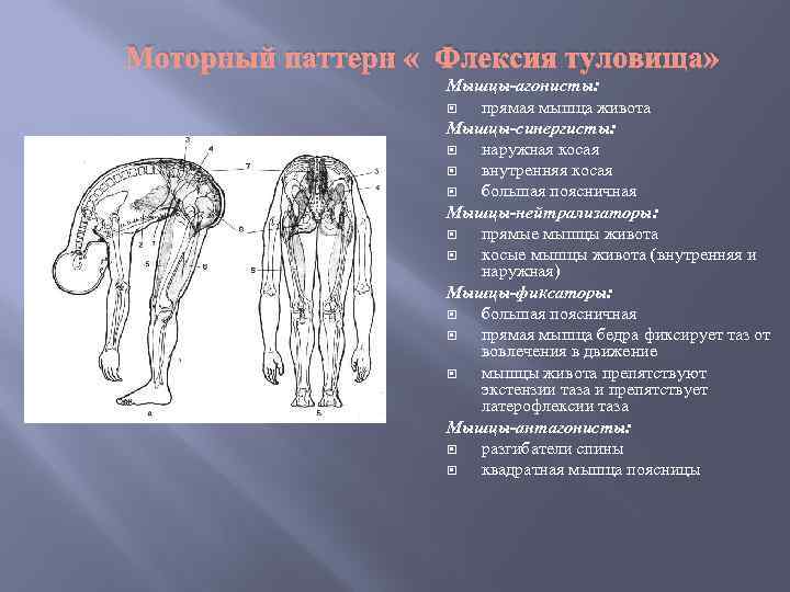 Моторный паттерн « Флексия туловища» Мышцы-агонисты: прямая мышца живота Мышцы-синергисты: наружная косая внутренняя косая