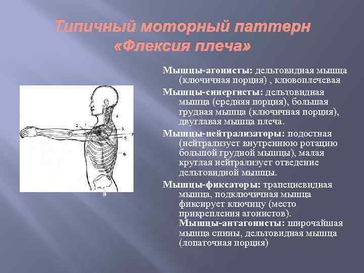 ВЗАИМОДЕЙСТВИЕ МЬШЩ