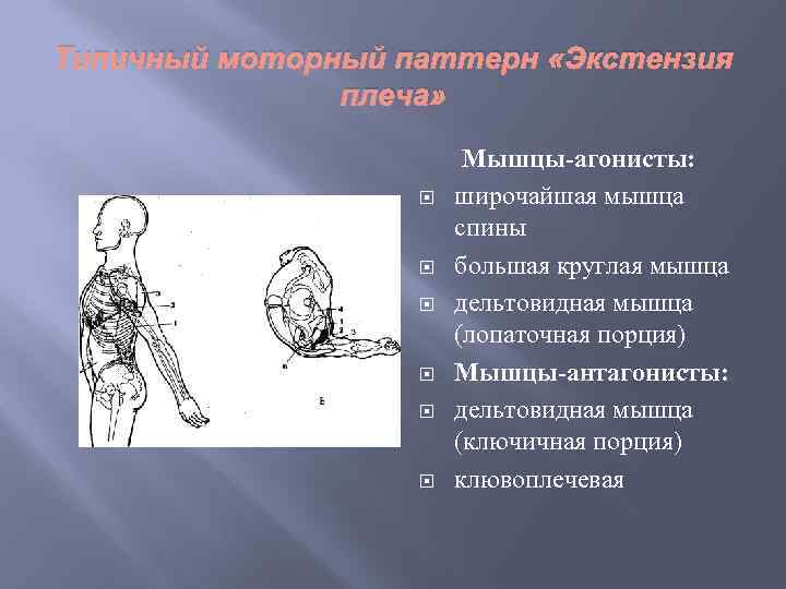 Типичный моторный паттерн «Экстензия плеча» Мышцы-агонисты: широчайшая мышца спины большая круглая мышца дельтовидная мышца