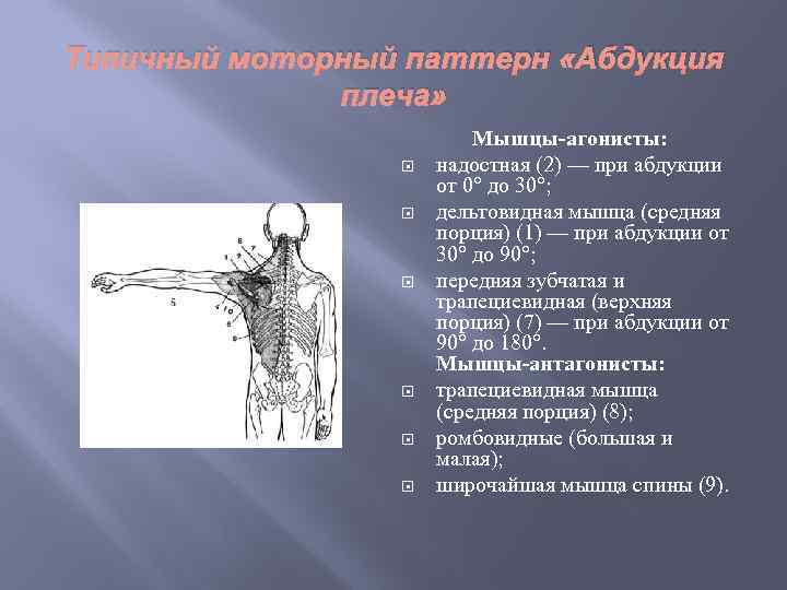 Типичный моторный паттерн «Абдукция плеча» Мышцы-агонисты: надостная (2) — при абдукции от 0° до