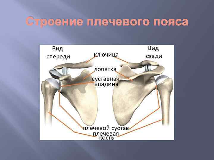 Строение плечевого пояса 