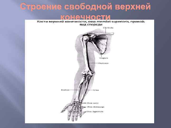 Строение свободной верхней конечности 