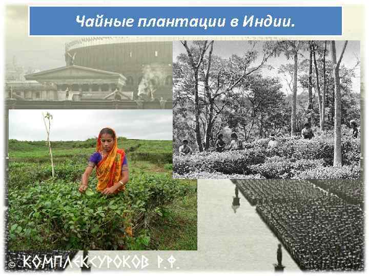 Чайные плантации в Индии. 