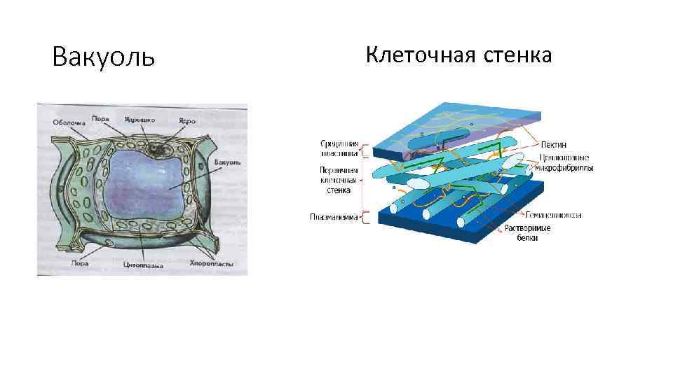 Вакуоль Клеточная стенка 