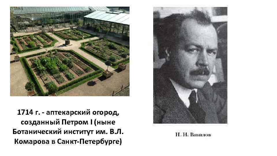 1714 г. - аптекарский огород, созданный Петром I (ныне Ботанический институт им. В. Л.