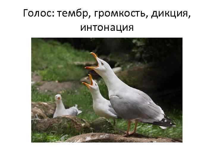 Голос: тембр, громкость, дикция, интонация 