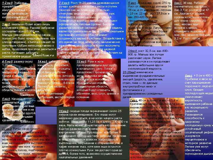 7 -8 нед. Рост-14 -20 мм. На развивающихся ручках и ножках появились кисти и